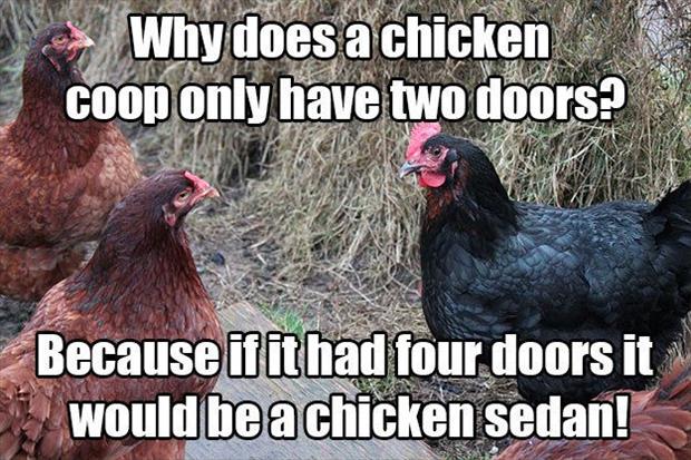 Why Does A Chicken Coop Only Have Two Doors Funny Meme