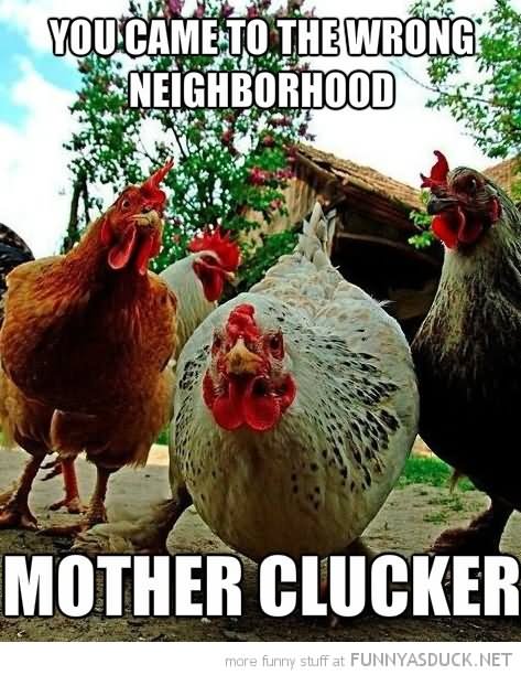 You Came To The Wrong Funny Chicken Meme