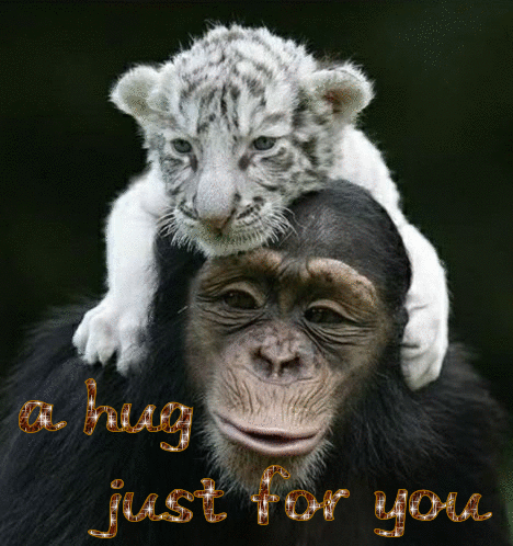 A Hug Just For You Monkey And Cub Glitter Happy National Hug Day