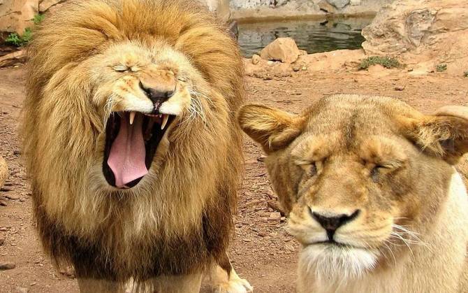 A Lion Roaring On Its Lioness Funny Picture