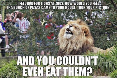 And You Couldn't Even Eat Funny Tiger Meme
