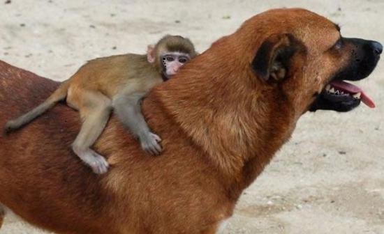 Baby Monkey On Dog Funny Picture