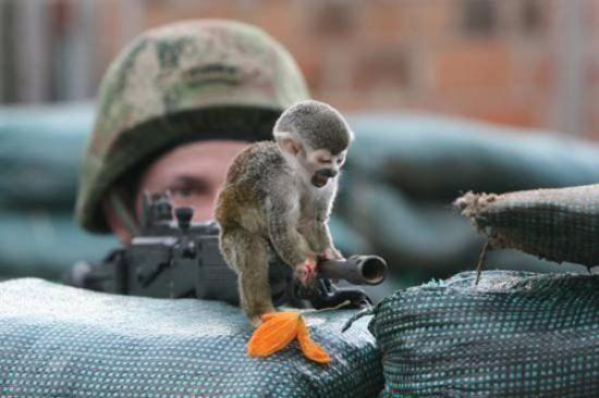 Baby Monkey On The Soldier Gun Funny Picture