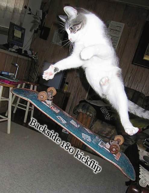 Backside 180 Kickflip Cat Funny Skateboarding