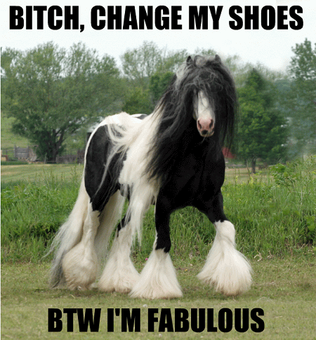 Bitch Change My Shoes Funny Horse Meme