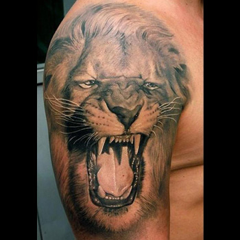 Black And Grey Roaring Lioness Head Tattoo On Man Right Shoulder
