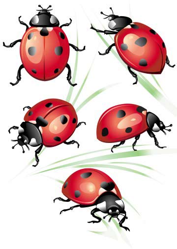 Black And Red Ladybird Tattoo Flash