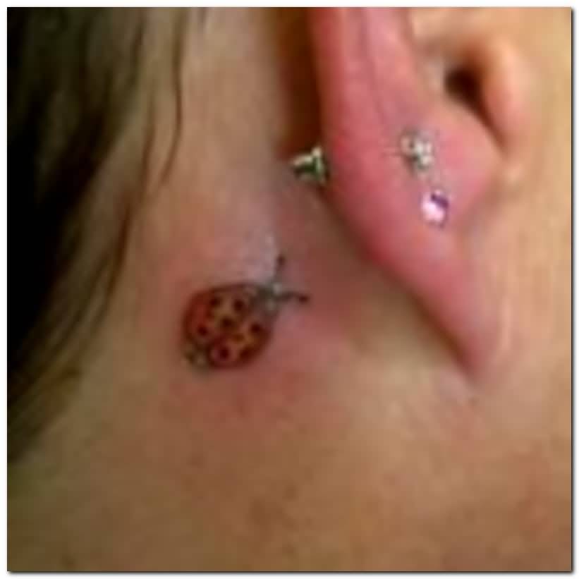 Black And Red Ladybird Tattoo On Behind The Ear