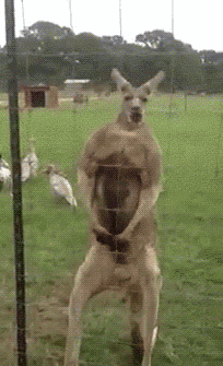 Buff Kangaroo Strikes A Pose Funny Gif