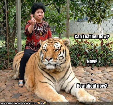 Can I Eat Her Now How About Now Funny Tiger Caption