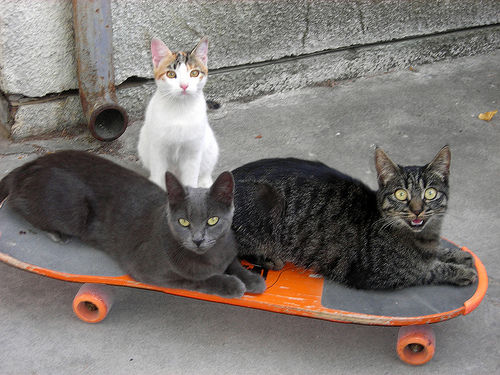Cats Family Funny Skateboarding Image