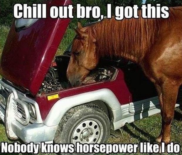 Chill Out Bro I Got This Funny Horse Meme