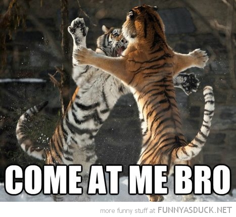Come At Me Bro Funny Tiger Caption