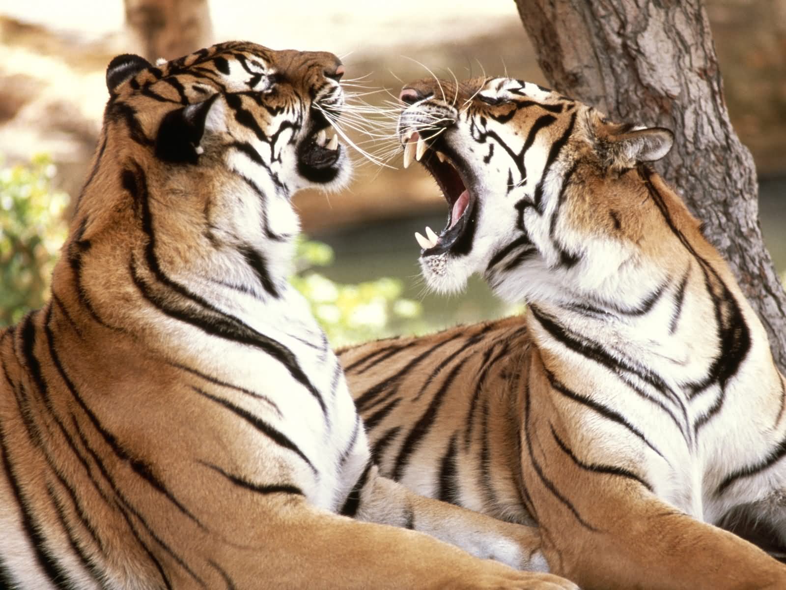 Couple Tiger Angry Face Funny Image