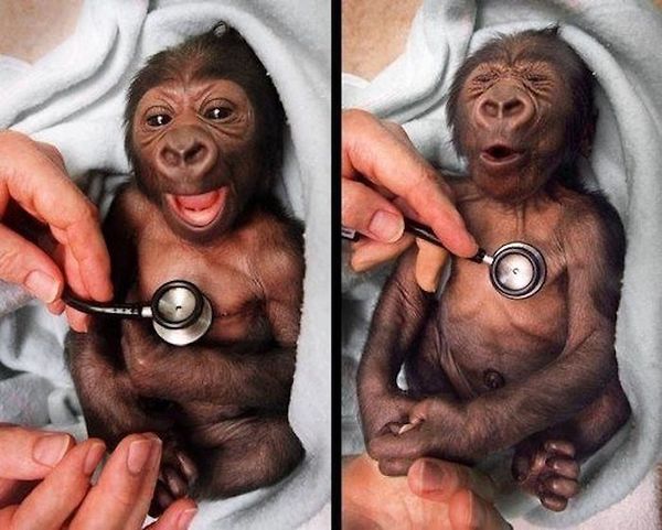 Cute Baby Monkey Go To Doctor Funny Image