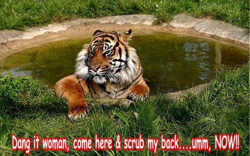 Dang It Woman Come Here & Scrub My Back Umm Now Funny Tiger Caption