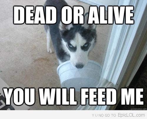 Dead Or Alive You Will Feed Me Funny Wolf Meme