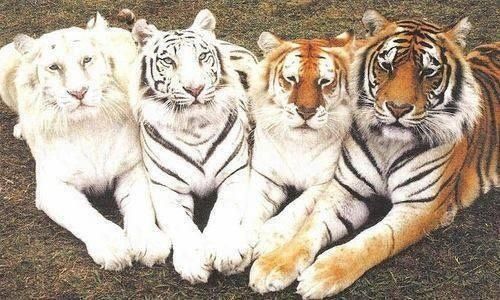 Different Shades Funny Tigers Picture