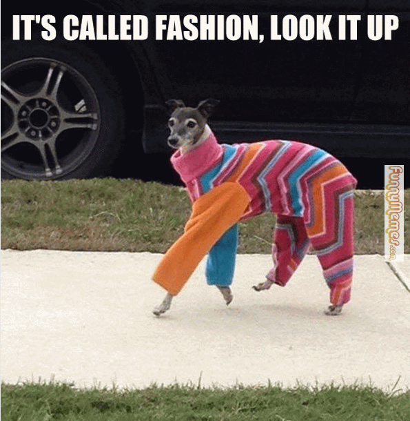 Dog In Colorful Dress Funny Fashion Picture