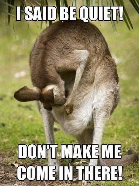 Don’t Make Me Come In There Funny Kangaroo Meme