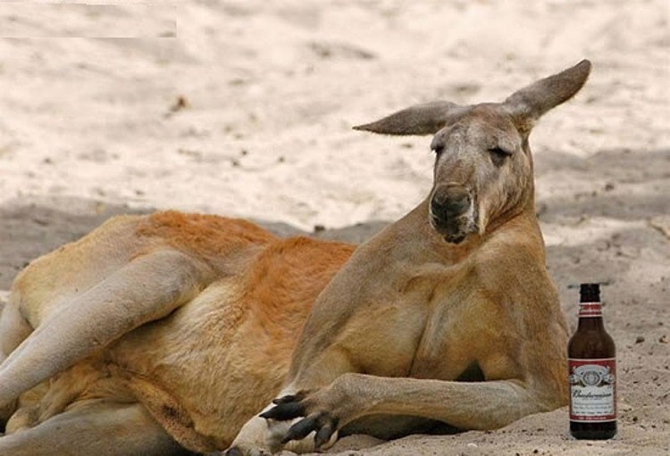 Drunk Kangaroo Funny Picture