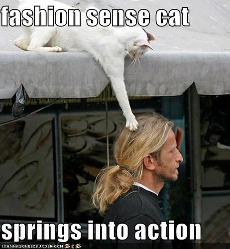 Fashion Sense Cat Funny Meme