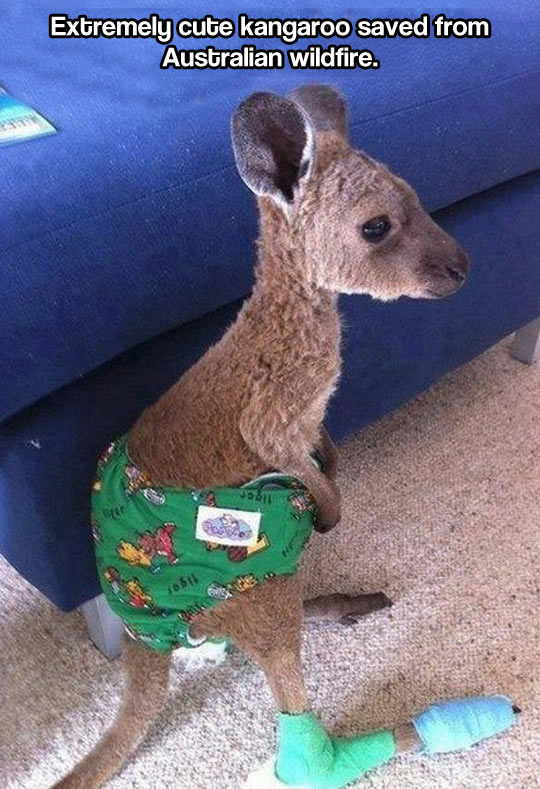 Funny Baby Kangaroo