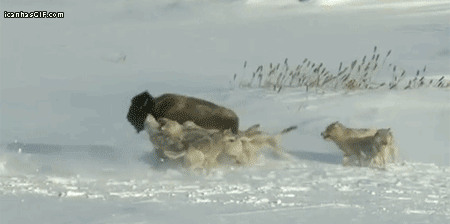 Funny Bison And Wolves Fighting Gif