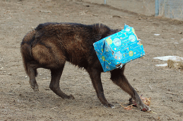 Funny Box Face Wolf Image