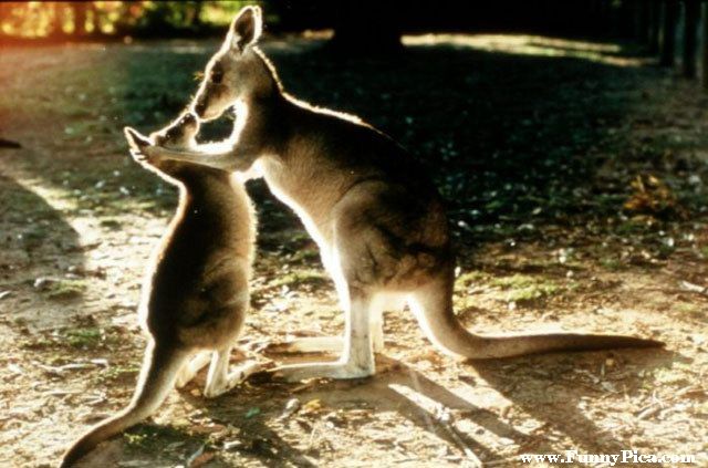 Funny Cute Kangaroo Picture