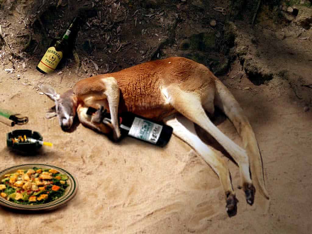 Funny Drinking Kangaroo Image