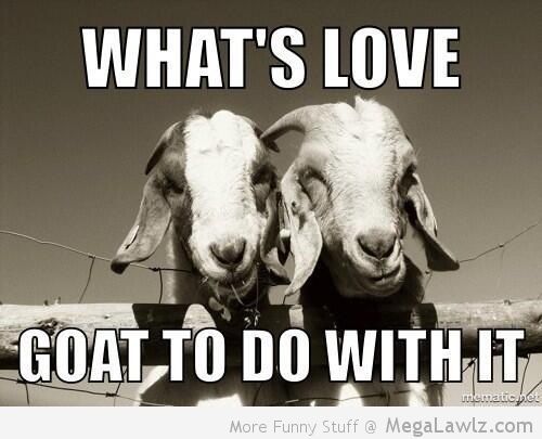 Funny Goat Couple Meme