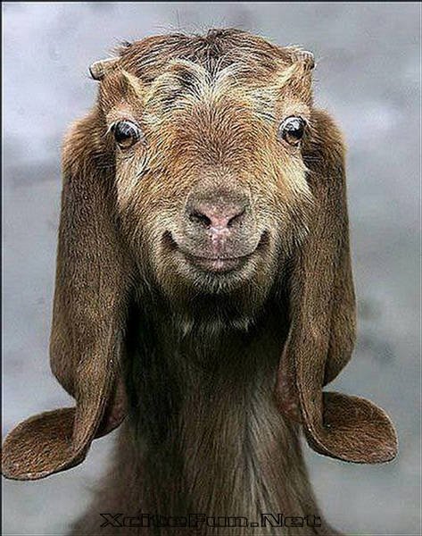 Funny Goat Cute Face