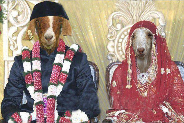 Funny Goat Indian Wedding