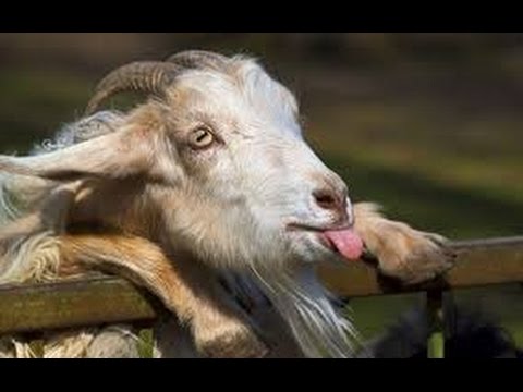 Funny Goat Showing Tongue