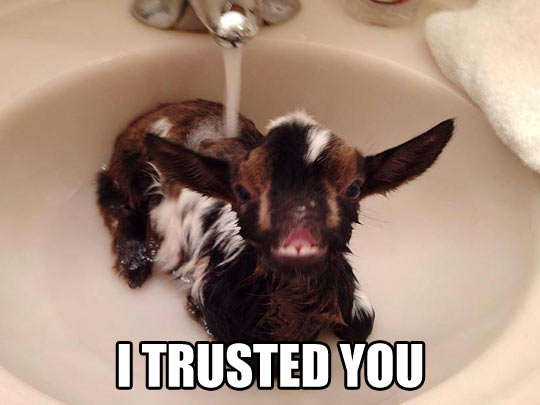 Funny Goat Sitting In The Water Sink