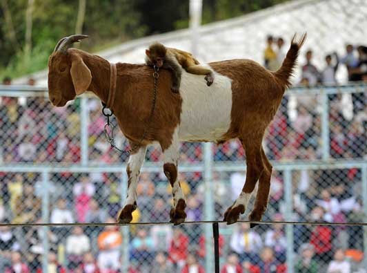 Funny Goat Walking On The Rope