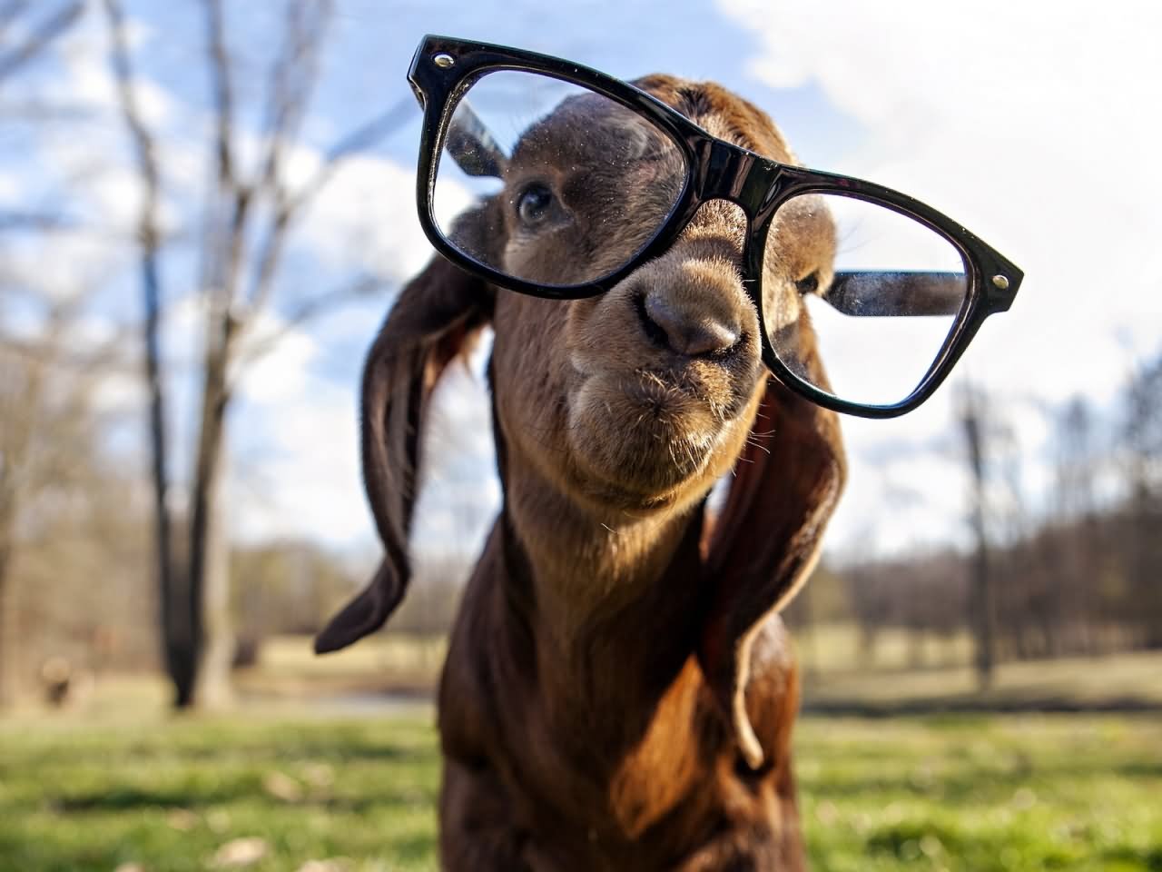 Funny Goat With Sunglasses