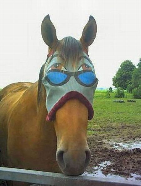 Funny Horse Blinder Image