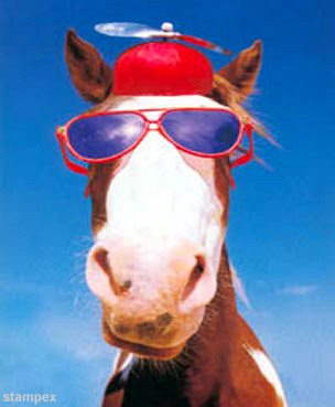 Funny Horse Closeup Face With Sunglasses And Hat