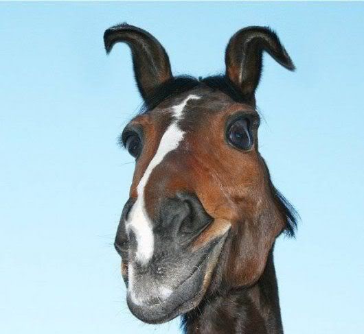 Funny Horse Closeup Face With Weird Ears