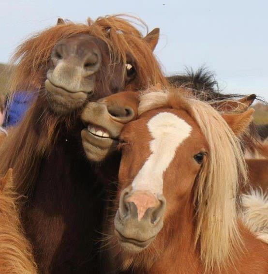 Funny Horse Family Taking Selfie