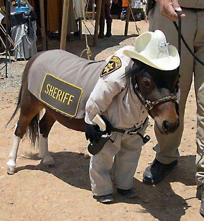 Funny Horse In Police Dress
