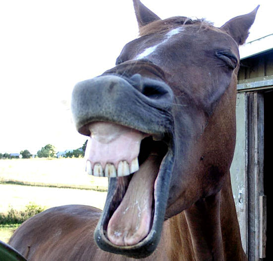 Funny Horse Laughing Face