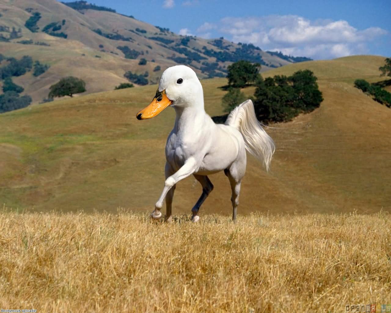 Funny Horse Running With Duck Face