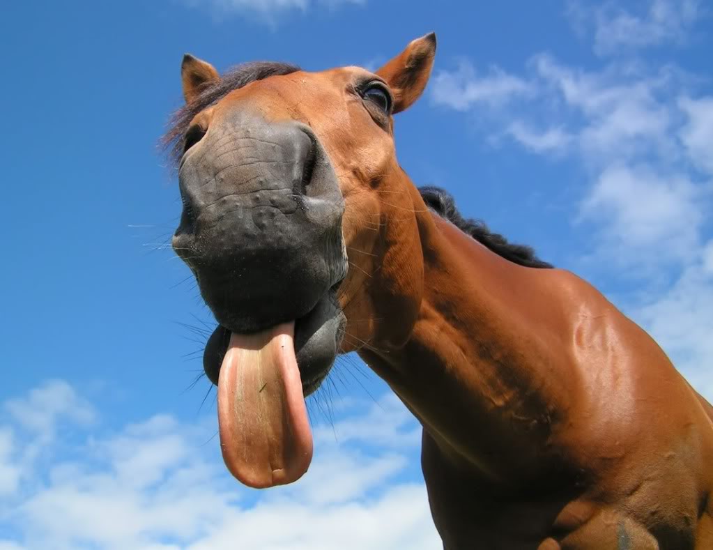 Funny Horse Showing Long Tongue Closeup Face