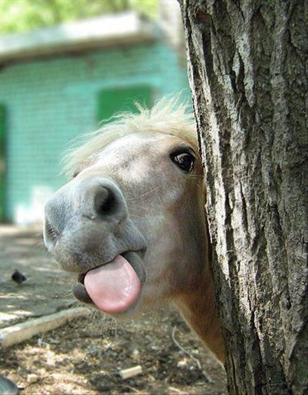 Funny Horse Showing Tongue