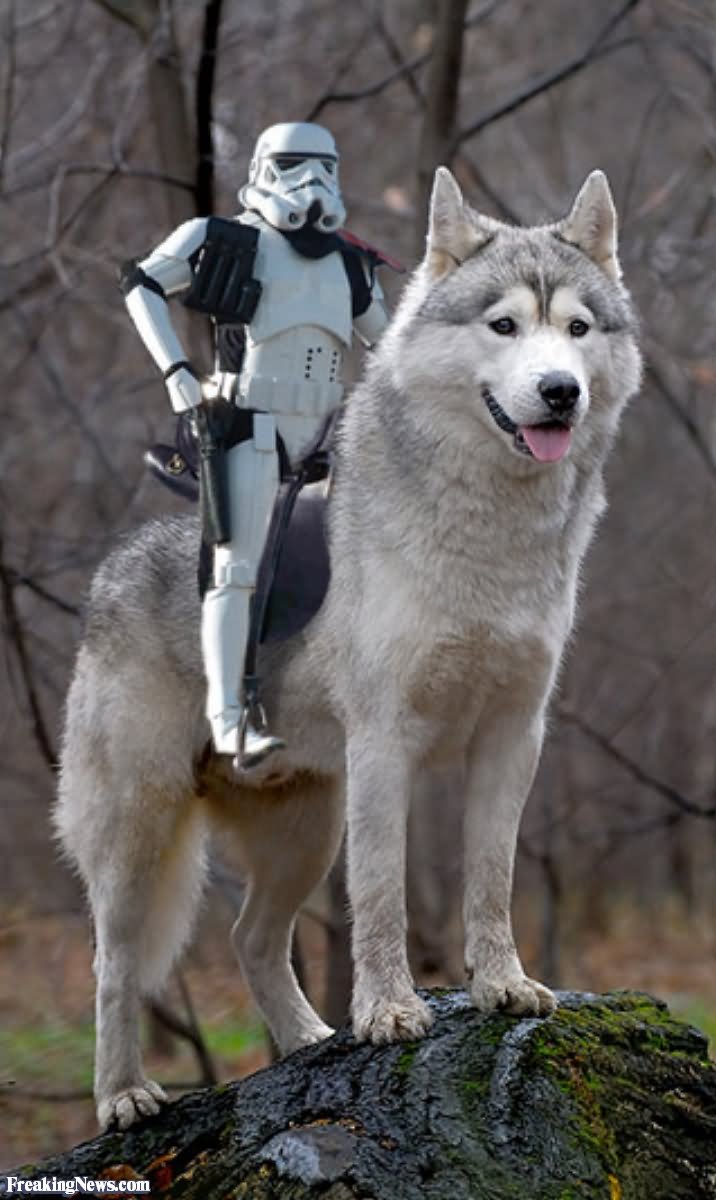 Funny Imperial Trooper On A Wolf