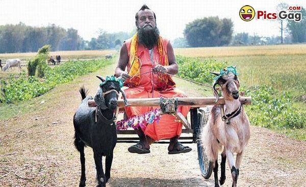 Funny Indian Sadhu Goat Cart