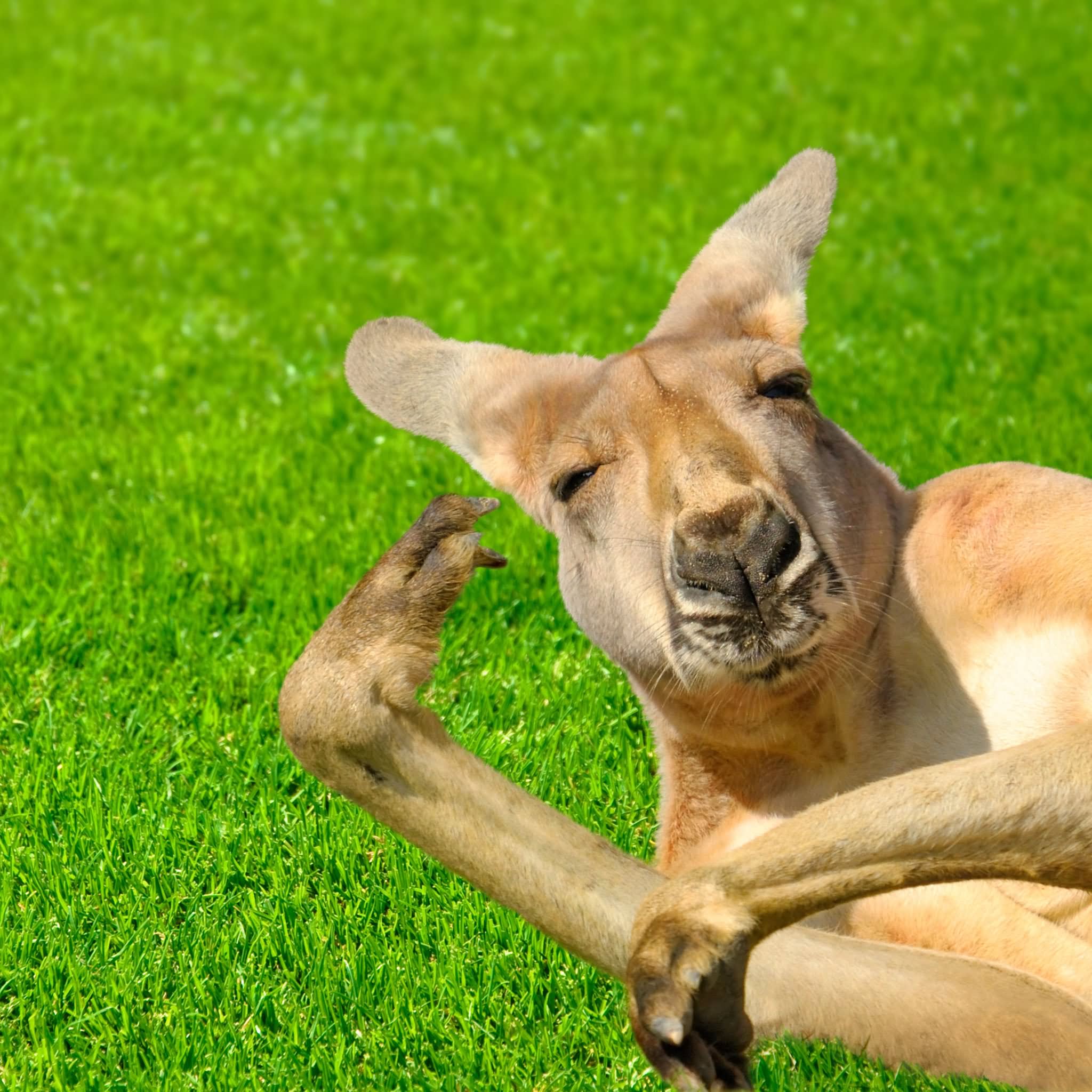 Funny Kangaroo Closeup Face Picture